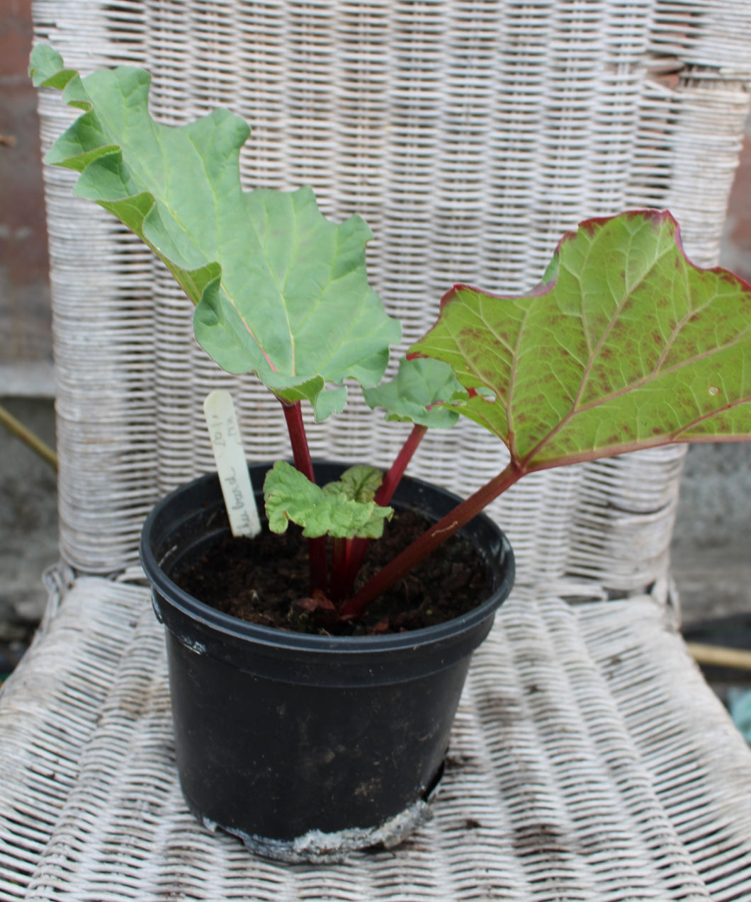 Rhubarb 'Timperley Early' - Plant - 3L Pot