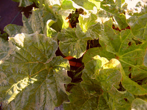 Rhubarb 'Timperley Early' - Plant - 3L Pot
