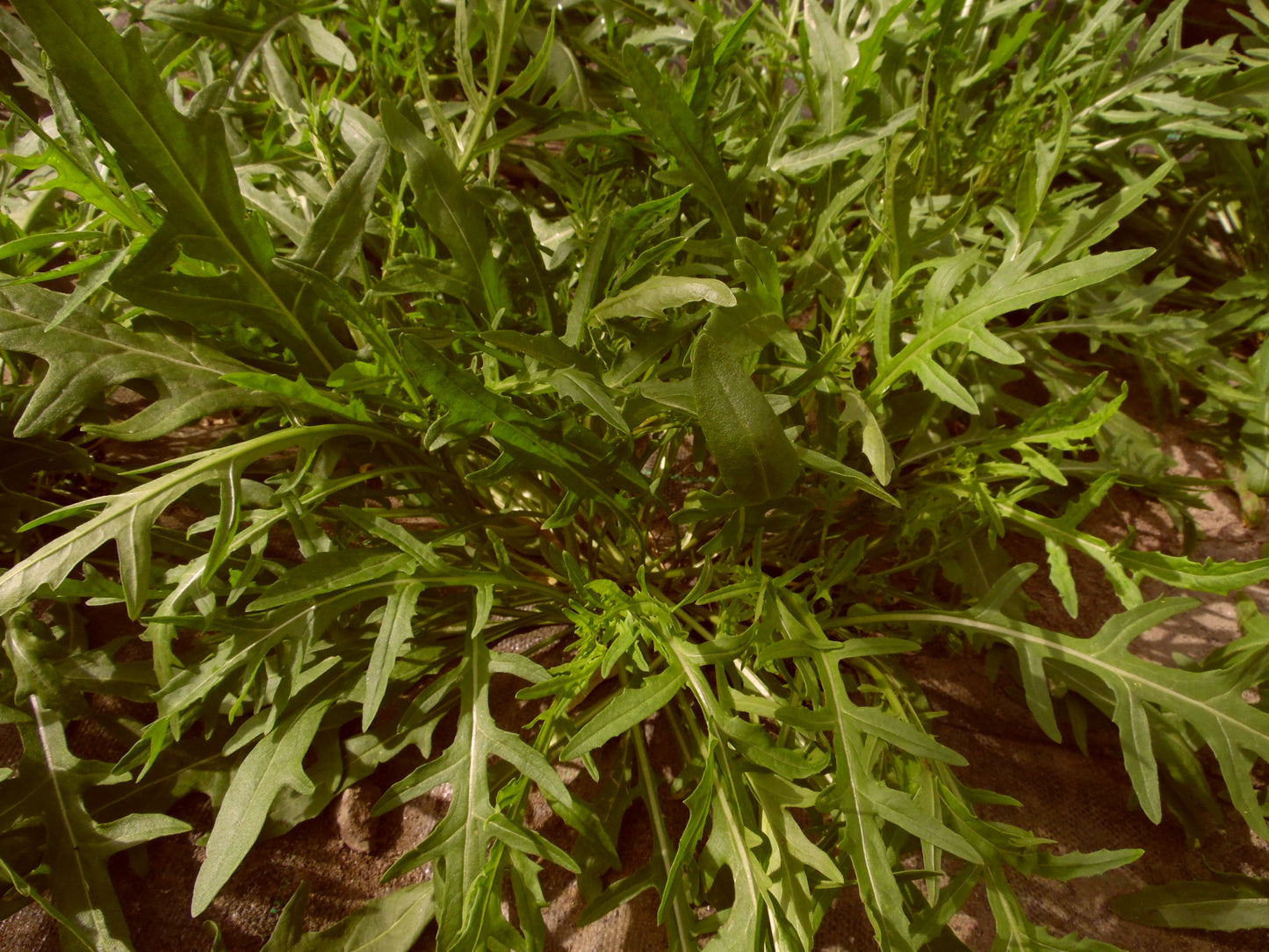 Wild Rocket 'Mugello' - Vegetable Plant - 9 Plugs
