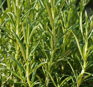 Rosemary - Herb Plant - 1L Pot