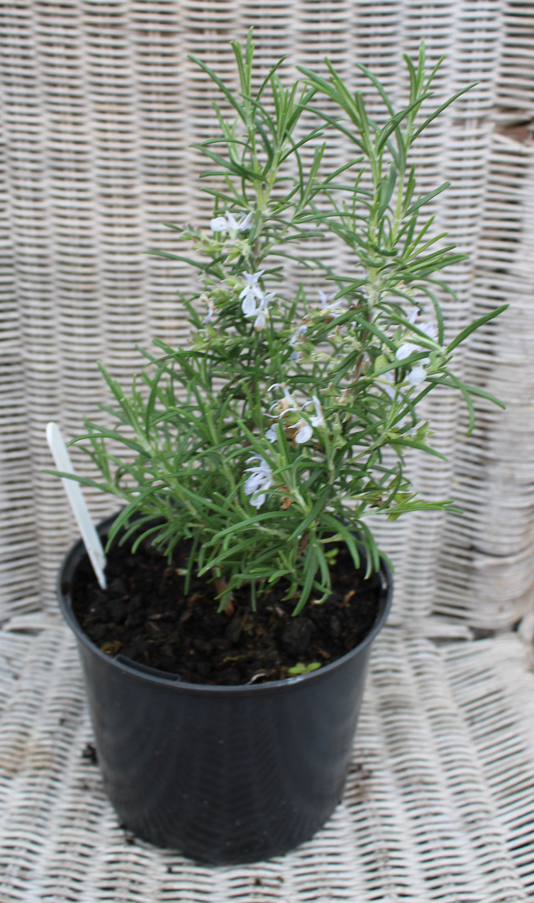 Rosemary - Herb Plant - 1L Pot