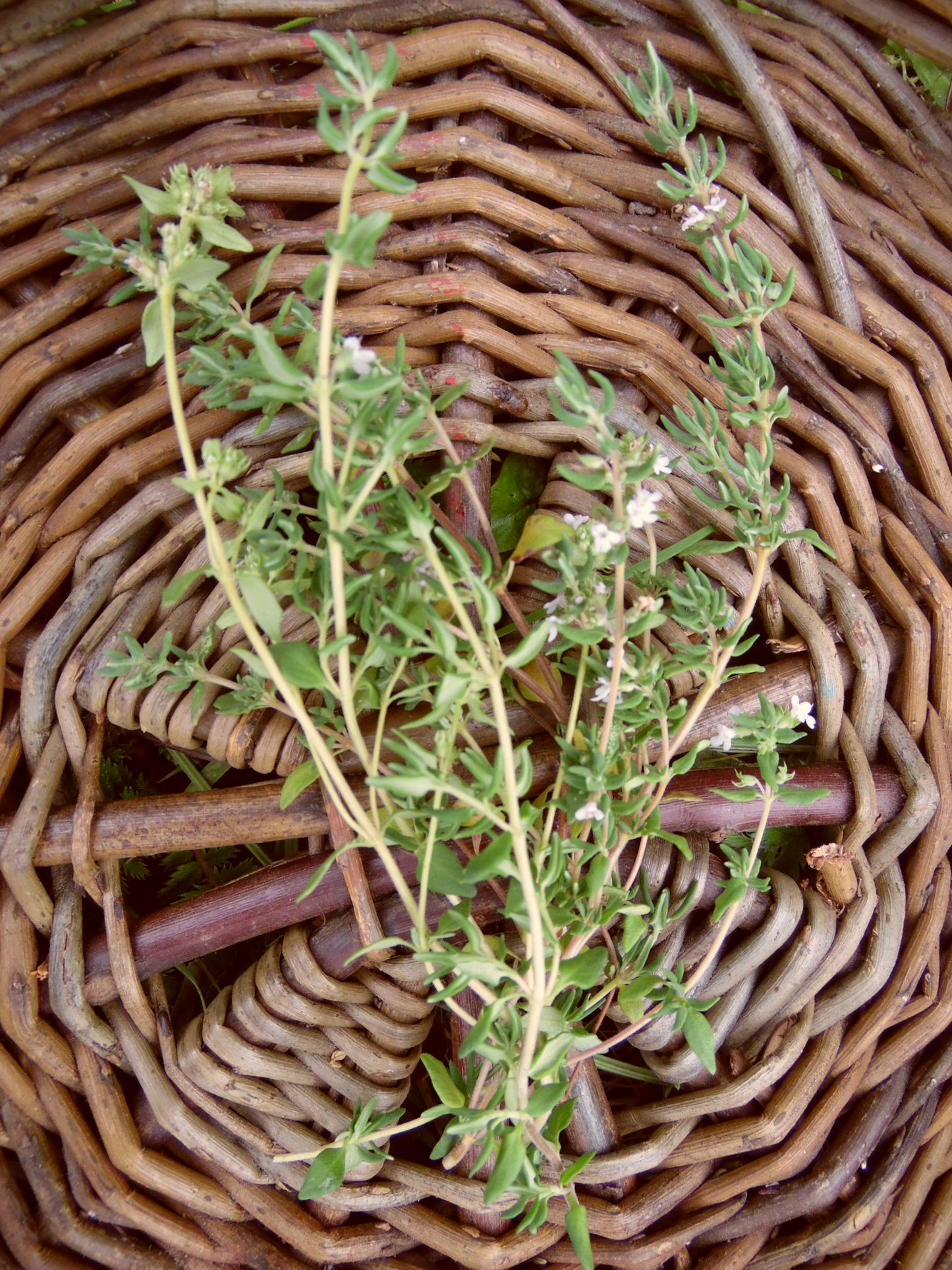 Thyme - 25g