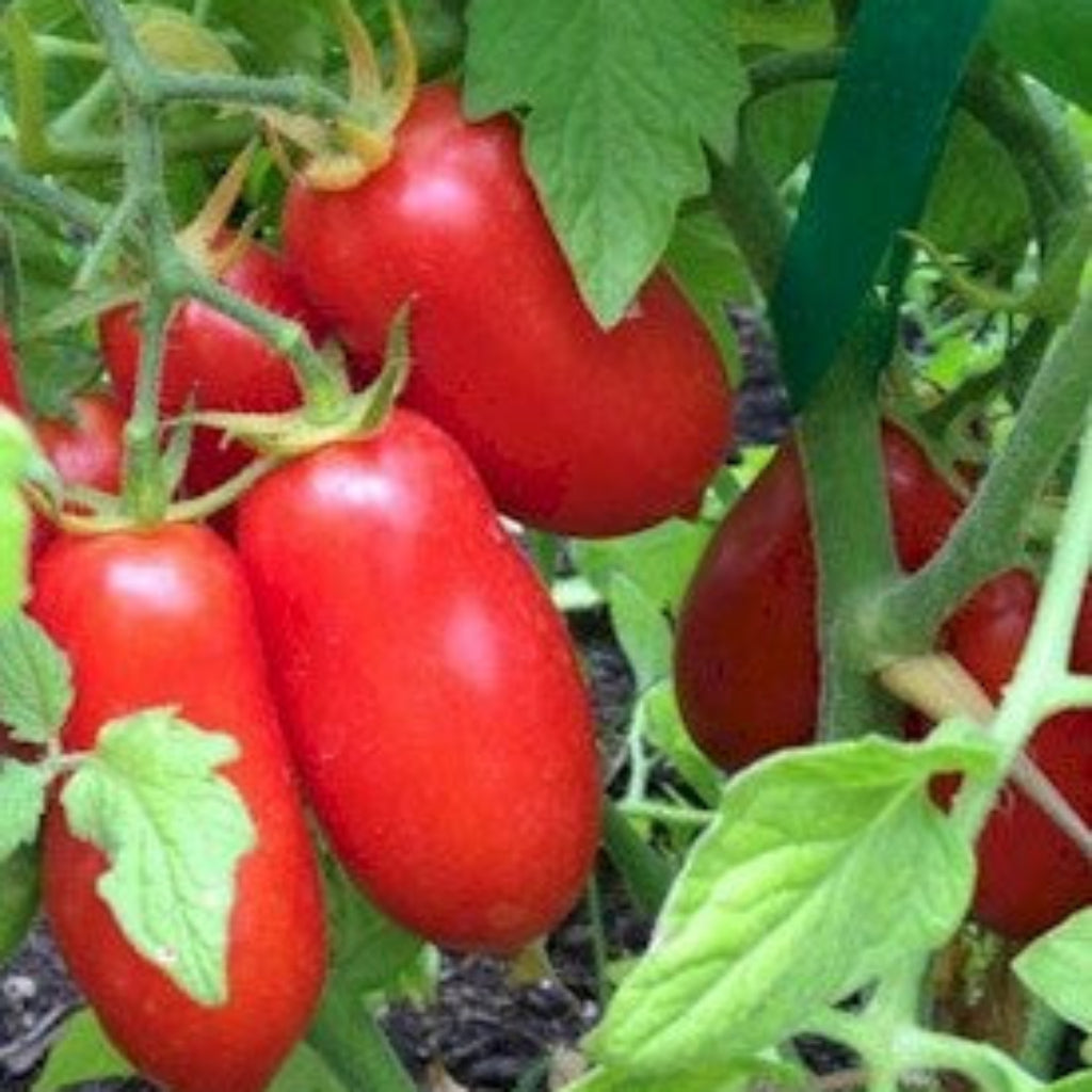 Pluma Dearg Trátaí San Marzano - Gléasra - pota 9cm