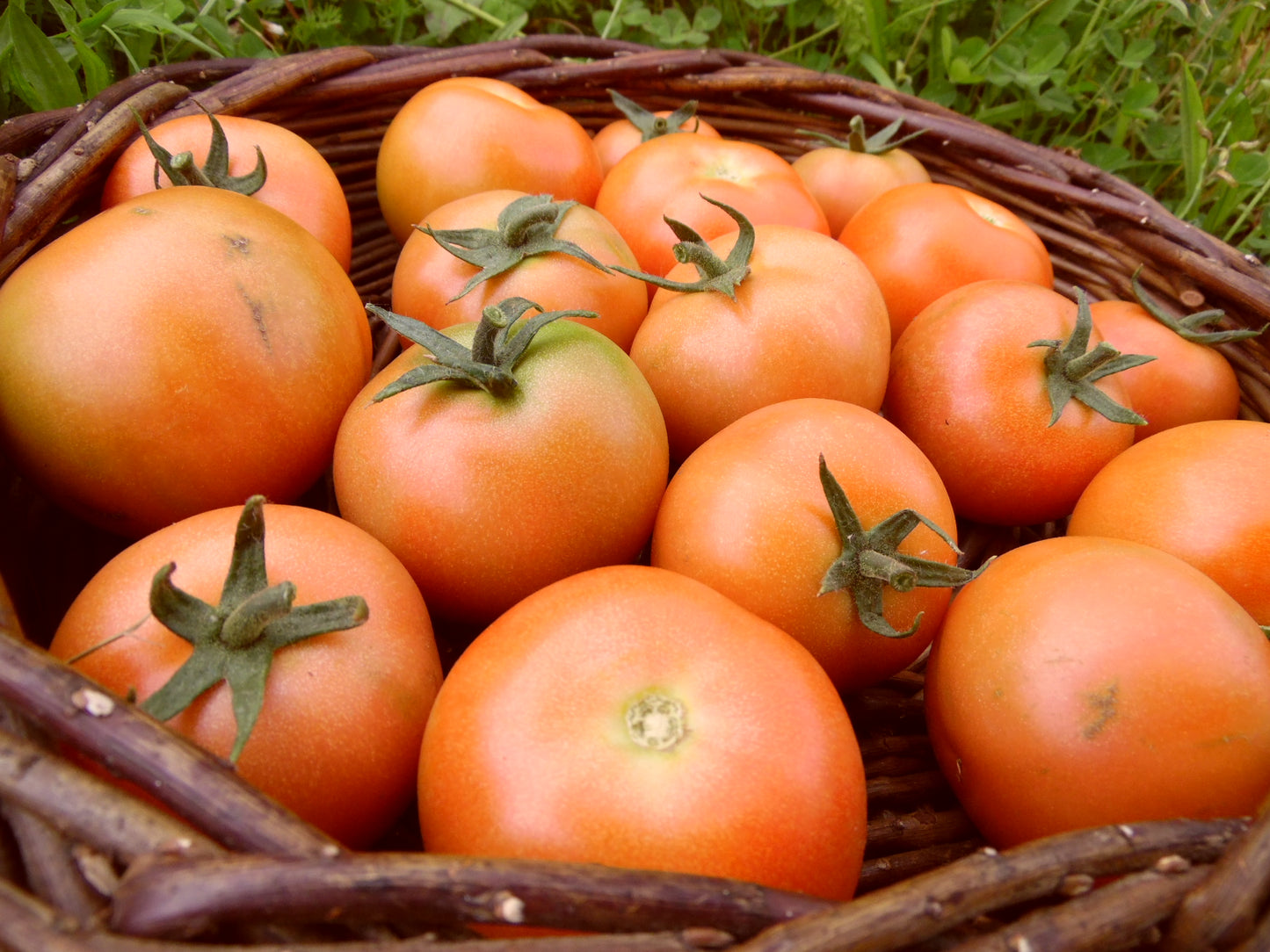 Tomatoes Vine Salad - 400g