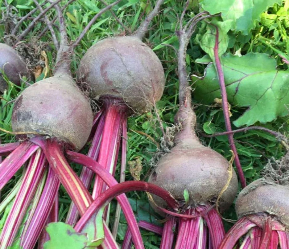 Beetroot Red Egyptian - 9 Plugs