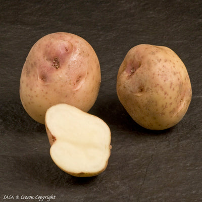 Kerr's Pink Seed Potatoes (Main Crop) - 25 kg