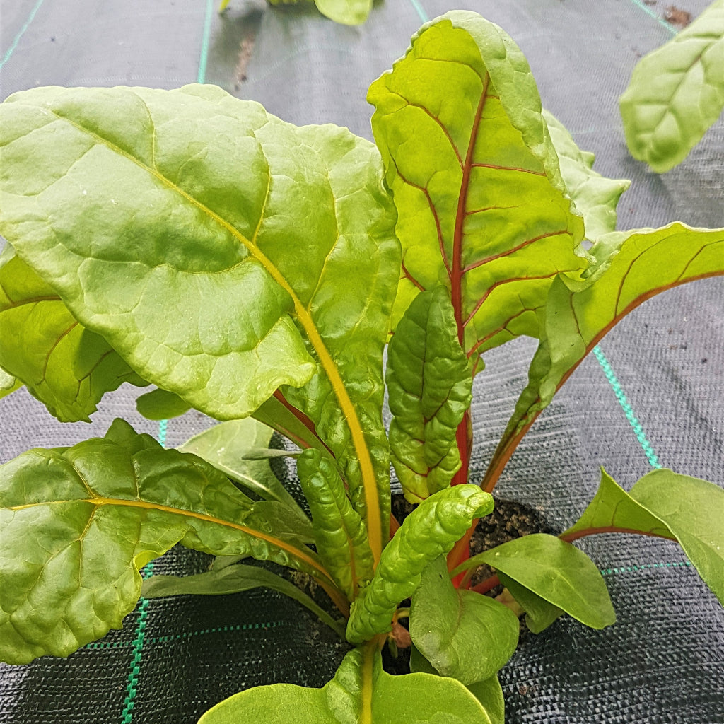 Swiss Chard - Celebration - 250g