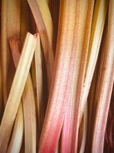 Load image into Gallery viewer, Rhubarb &#39;Timperley Early&#39; - Plant - 3L Pot
