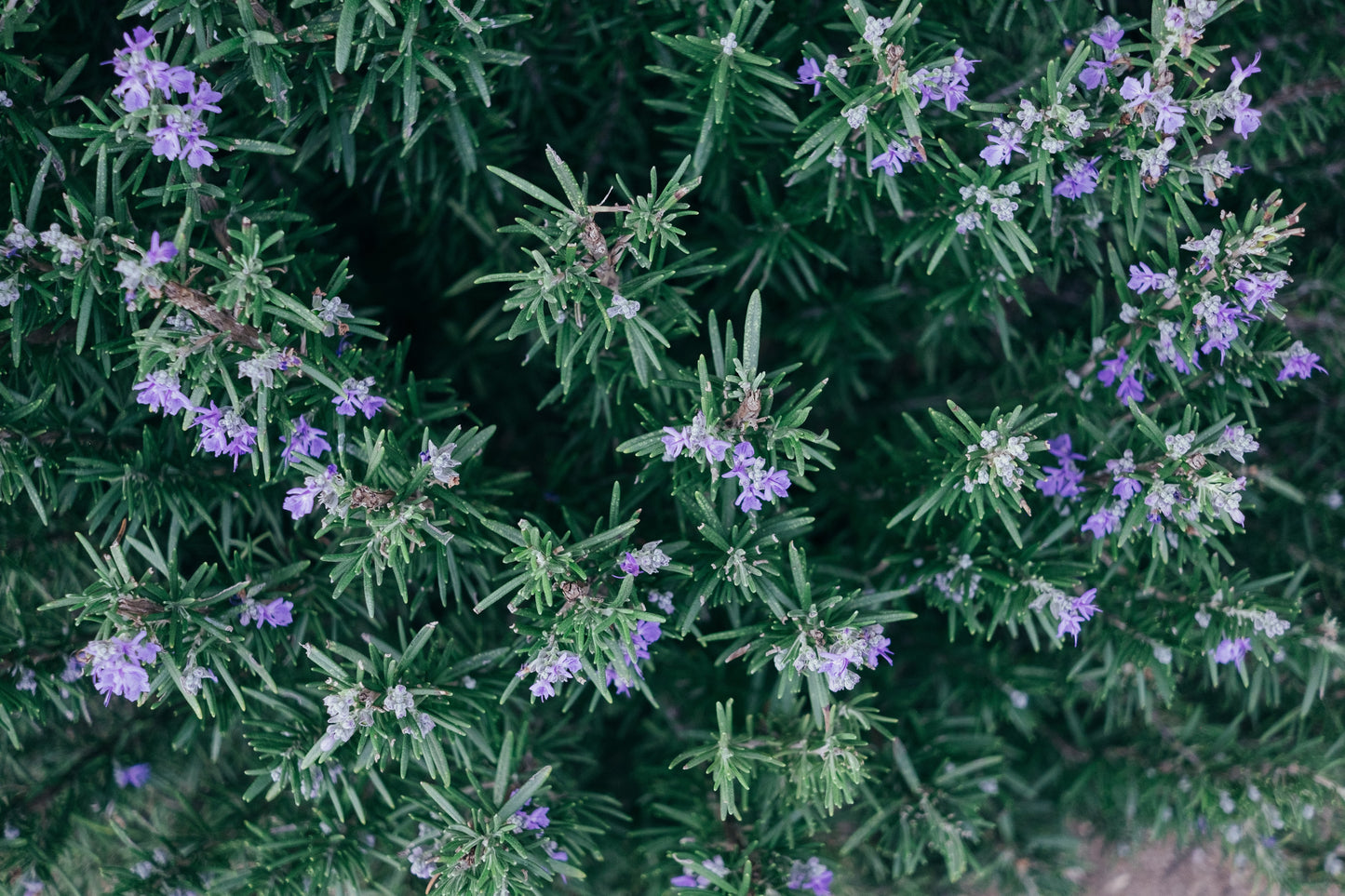 Rosemary - Herb Plant - 1L Pot