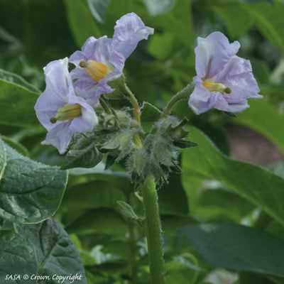 Sharpe's Express Seed Potatoes (1st Early) - 1kg