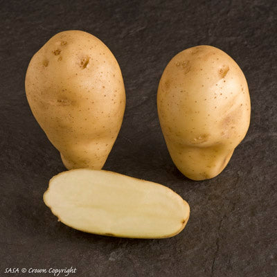 Sharpe's Express Seed Potatoes (1st Early) - 1kg