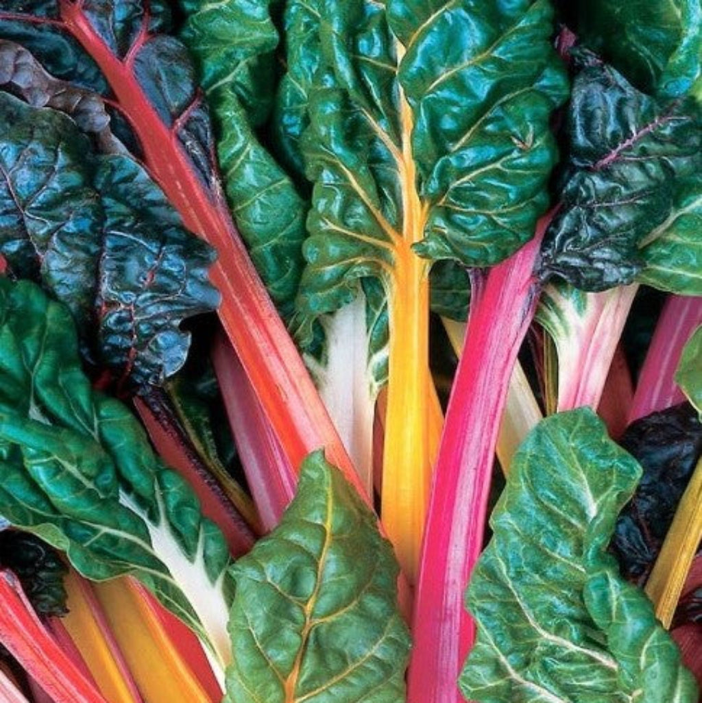 Swiss Chard 'Bright Lights - Vegetable Plant - 9 Plugs
