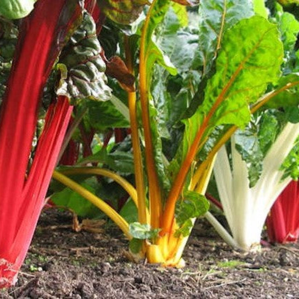 Swiss Chard 'Bright Lights - Vegetable Plant - 9 Plugs