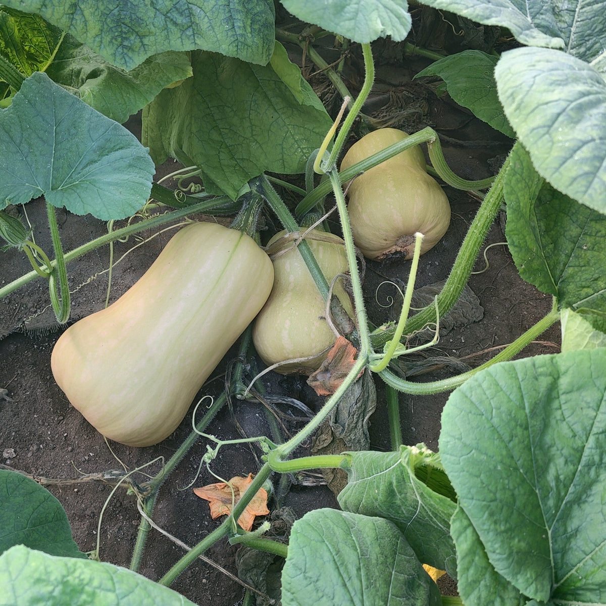 butternut squash - 1kg - bialanna