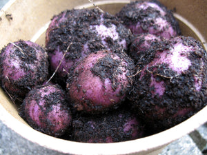 Arran 'Victory' - Seed Potato (EMC) - 2kg