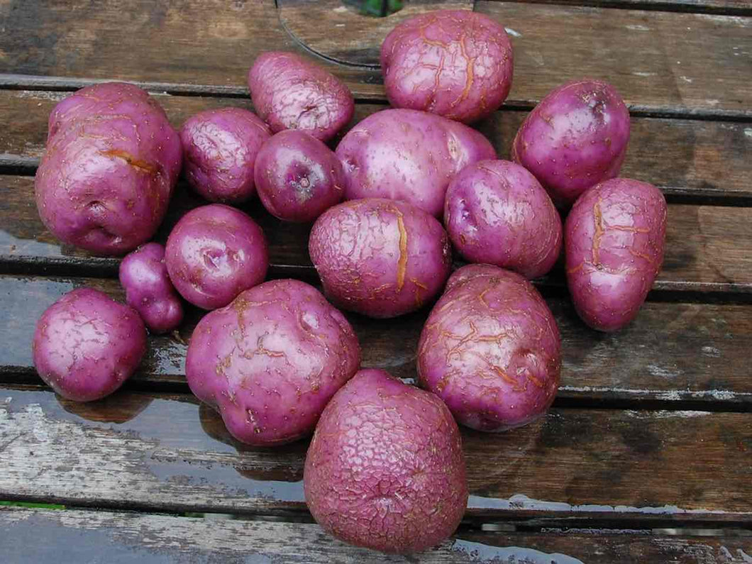 Arran 'Victory' - Seed Potato (EMC) - 2kg