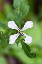 Luchtaigh an íomhá i breathnóir an Ghailearaí, Rocket Flowers - 25g
