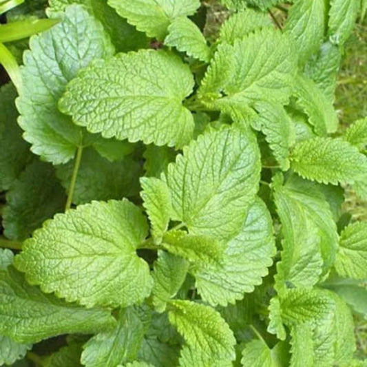 Balsam Líomóide - 100g