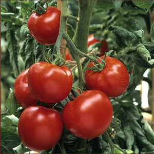Tomato - Craigella - Plant - 9cm pot