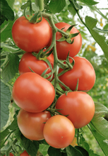 Load image into Gallery viewer, Tomato &#39;Douglas F1&#39; - plant - 9cm pot
