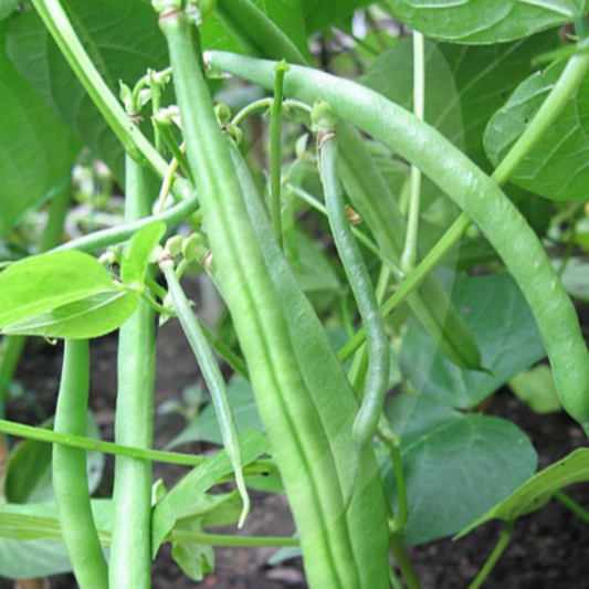 Bean French Stanley - Vegetable Plant - 9cm Pot