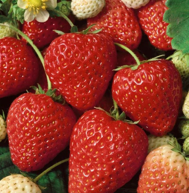 Strawberry 'Fresca' 9 Plugs