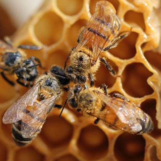 CÚRSA BEACHAIREACHT - BEEKEEPING COURSE 2025