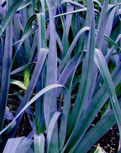 Leek - Blue Solaise - Vegetable Plant - 9cm Pot