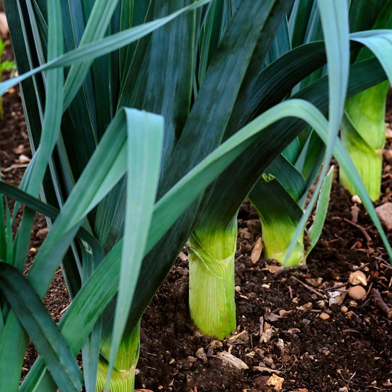 Leek - Winter Giant 3 - Vegetable Plant - 9cm Pot