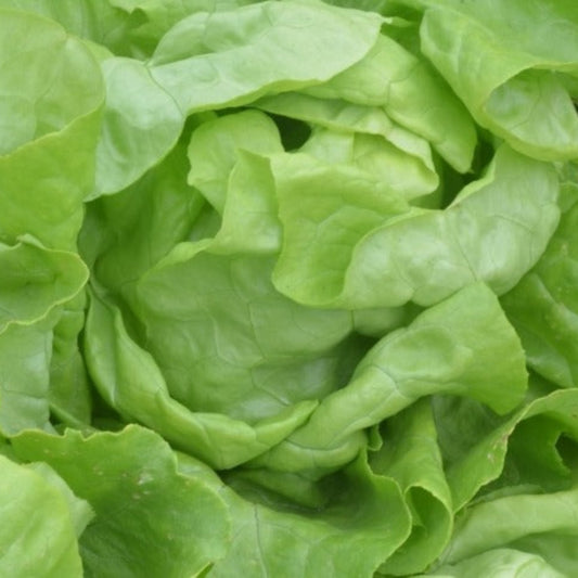 Lettuce Butterhead Suzan - 1 piece