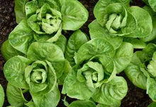 Load image into Gallery viewer, Lettuce &#39;Little Gem&#39; - Vegetable Plant - 9 Plugs
