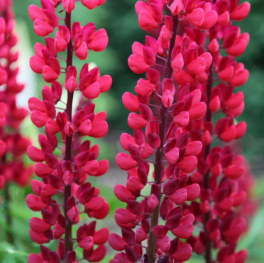 Lupin 'Pages' - 9cm Pot