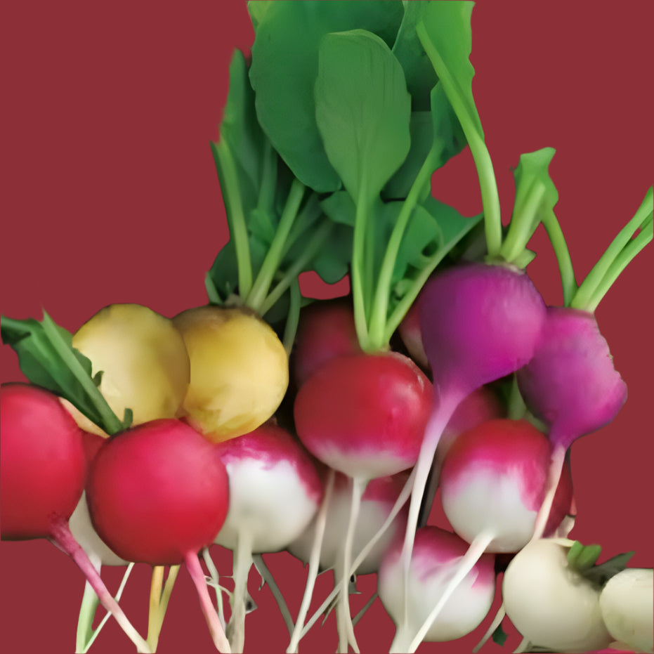 Radish - Rainbow - 240g