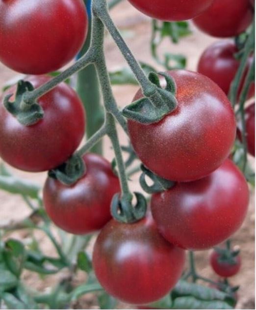 Tomato Cherry Rosella - Plant - 9cm pot
