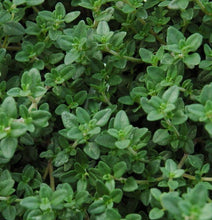 Load image into Gallery viewer, Thyme English Winter - Herb Plant - 1L medium pot
