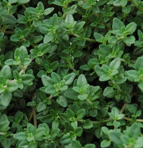 Thyme English Winter - Herb Plant - 1L medium pot