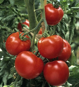 Tomato Sparta F1 - Plant - 9cm pot