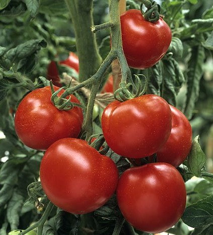 Tomato Sparta F1 - Plant - 9cm pot