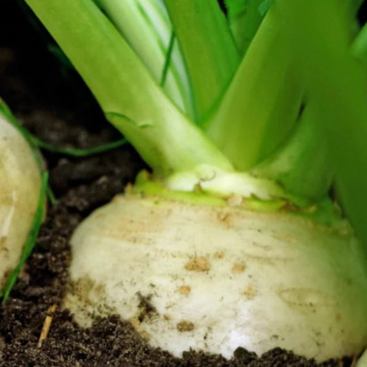 White Top Turnip - 1kg