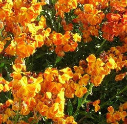 Wallflower Tom Thumb - Flower Plant - Large Pot