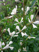 Luchtaigh an íomhá i breathnóir an Ghailearaí, Rocket Flowers - 25g
