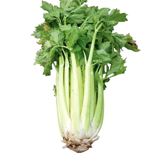 Celery Dorato D'Asti (Green)