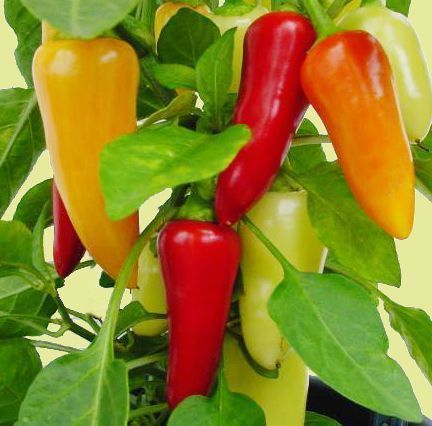 Pepper Sweet 'Akron' - 1kg - Bialanna (2026)