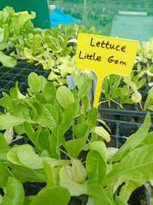 Lettuce 'Little Gem' - Vegetable Plant - 9 Plugs