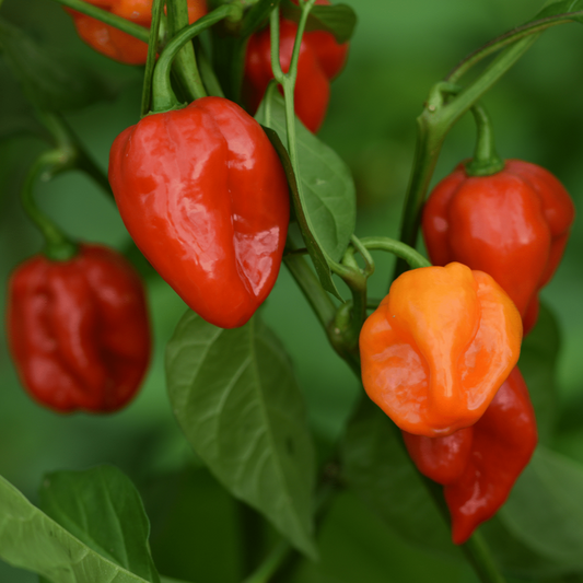 Pepper  'Habanero' (Very Hot Chilli) - Vegetable Plant - 9cm pot