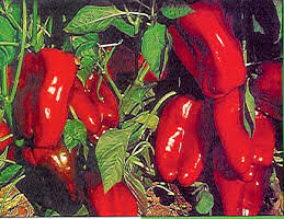 Pepper Sweet 'Akron' - 1 Piece - Siopaí (2026)