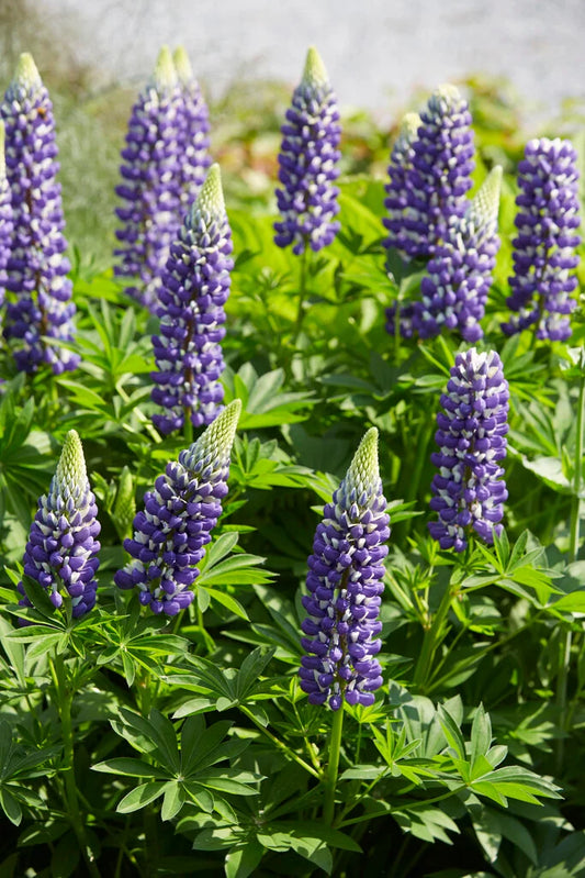 Lupin 'De Governor' - 9cm pot