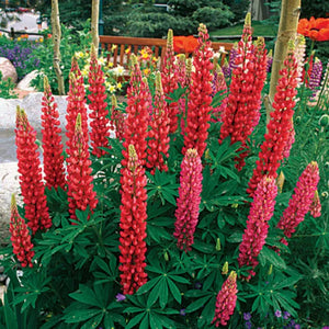 Lupin Russell - Flower Plant - 9cm pot