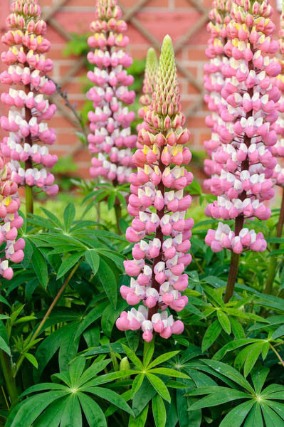 Lupin 'De Chatelaine' - 9cm Pot