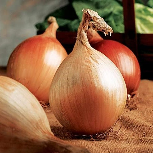 Onions -  1kg - Restaurants 2026